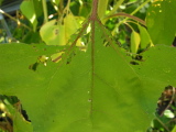 Leaf1