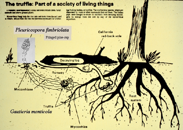 Web of Life diagram