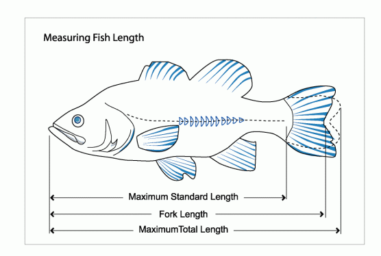 3di Measures of Fish Length