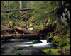Forest-Stream