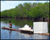 Habitat Value of Mangroves for Fish in Micronesia