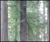Managing Super-Old Growth in the Fourth Dimension