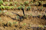 Fig1