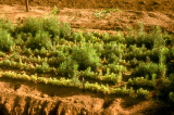 Fig10