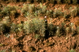 Fig3