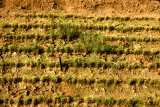 Fig4
