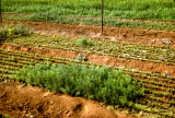 Fig7
