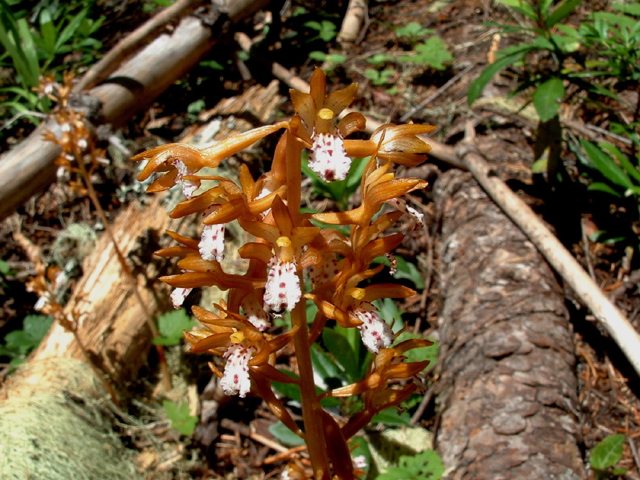 SpottedCoralrootOrchid.jpg