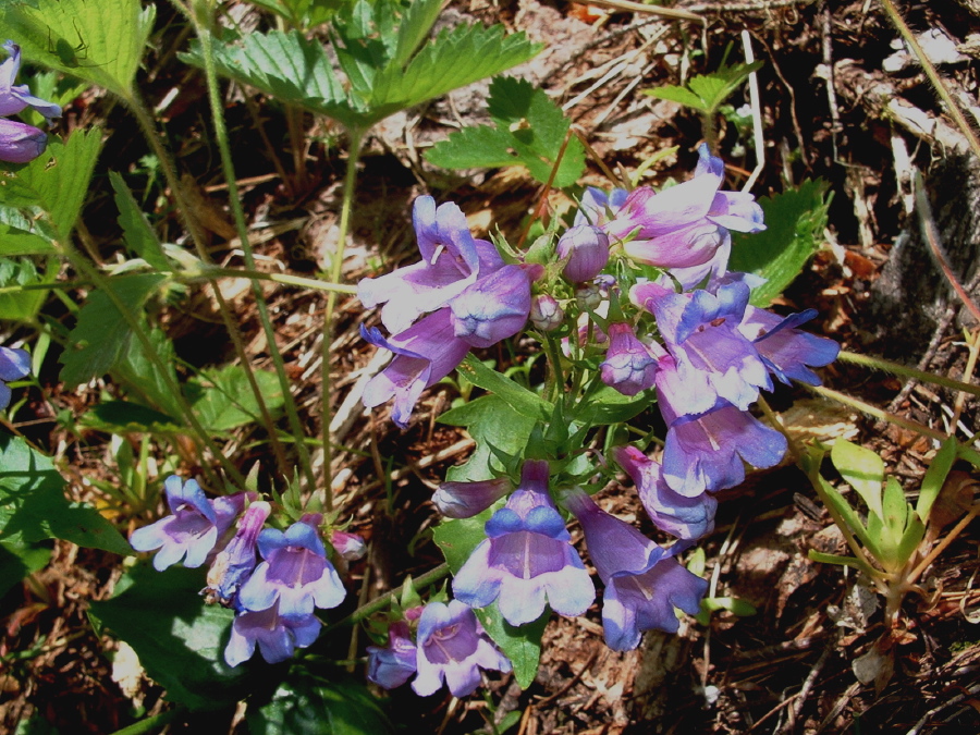WoodlandPenstemon.jpg