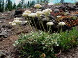ArrowleafBuckwheat.jpg