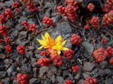 PacificStonecrop.jpg