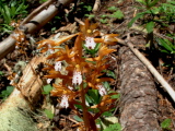 SpottedCoralrootOrchid.jpg