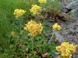 SulfurBuckwheat.jpg