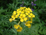 Wallflower.jpg