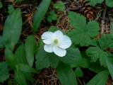 Windflower.jpg
