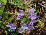 WoodlandPenstemon.jpg