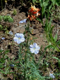 Flax&SkyRocket.jpg