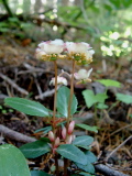 LittlePrince'sPine.jpg