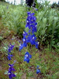 Menzies'Larkspur.jpg