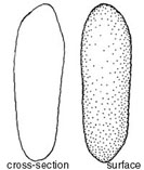 Alpova diplophloeus spore