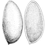 Amogaster veridigleba
