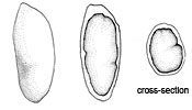 Brauniellula albipes spore