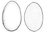Calvarula excavata spore