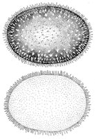 Carbomyces longii