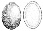 Cazia flexiascus spore