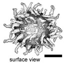 Choiromyces meandriformis
