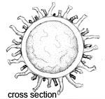Choiromyces venosus