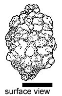 Chondrogaster sp. 