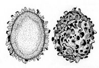 Cystangium ellipsosporum