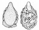 Descomyces albellus spore