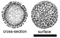 Elaphomyces mutabilis 