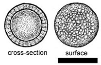 Elaphomyces sp. 