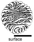 Elaphomyces virgatosporus 