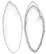 Fevansia aurantiaca spore