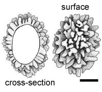 Fischerula subcaulis