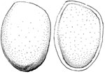 Galeropsis mitrae formis spore