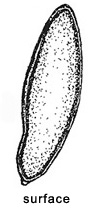 Gastroleccinum sp.