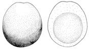 Gastrosporium simplex