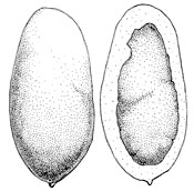 Gastrosuillus amaranthii