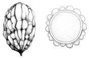 Gautieria coralloides