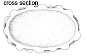 Genea compacta