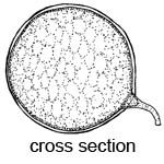 Glomus macrocarpum