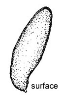 Gomphogaster sp. 