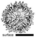 Gymnomyces monosporus 