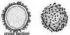 Gymnomyces brunnescens