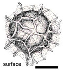 Hydnobolites cerebriformis 